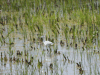 Western Little Egret (Egretta garzetta garzetta)