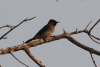 Northern Dark-capped Bulbul (Pycnonotus barbatus tricolor)