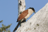 Senegal Coucal (Centropus senegalensis)