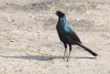 Burchell's Starling (Lamprotornis australis)