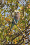 Lilac-breasted Roller ssp. caudatus (Coracias caudatus caudatus)