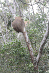 Termite Nest Tree