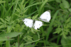 Cabbage White (Pieris rapae)