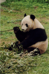 Giant Panda (Ailuropoda melanoleuca)