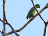 Short-tailed Parrot (Graydidascalus brachyurus)