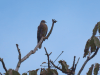 Pale-vented Pigeon (Patagioenas cayennensis)