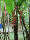 Heliconia (Heliconia sp.)