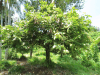 Cacao Tree (Theobroma cacao)