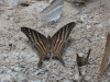 Many-banded Daggerwing (Marpesia chiron)