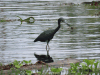 Little Blue Heron (Egretta caerulea)