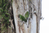 Dusky-headed Parakeet (Aratinga weddellii)