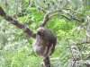 Brown-throated Three-toed Sloth (Bradypus variegatus)