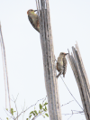 Red-crowned Woodpecker (Melanerpes rubricapillus)