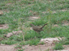 Carib Grackle (Quiscalus lugubris)