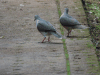 White-tipped Dove (Leptotila verreauxi)