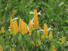 Golden Shrimp Plant (Pachystachys lutea)