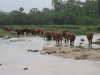 African Forest Buffalo (Syncerus caffer nanus)