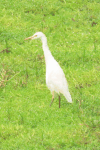 Western Cattle Egret (Bubulcus ibis ibis)