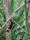 Lesson's Motmot (Momotus lessonii)