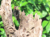 Black-cheeked Woodpecker (Melanerpes pucherani)