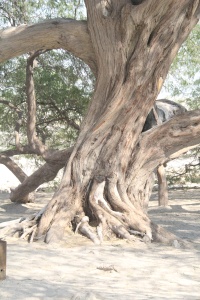 BAHRAIN NATURE Banner