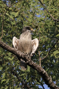 Bangladesh Birds