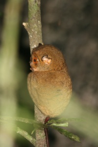 Borneo nature page