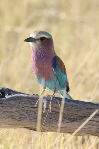 Botswana Birds