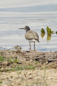 Bulgaria Birds