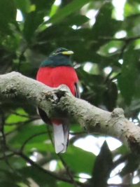 Congo Birds