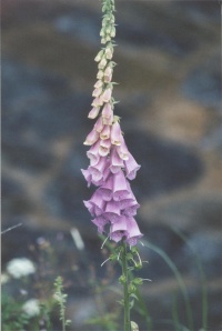 CZECH REPUBLIC NATURE Banner