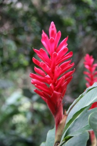 GRENADA NATURE Banner