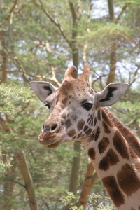 Kenya Lake Nakuru