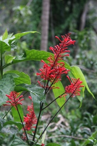 PUERTO RICO NATURE Banner