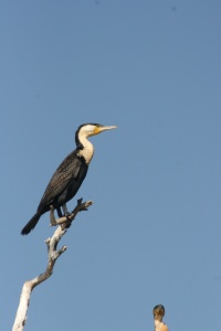 Sénégal Birds