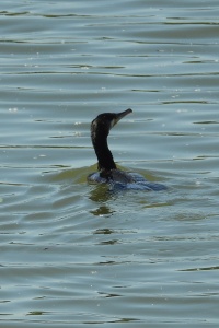 Serbia Birds