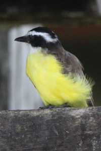 Suriname Birds