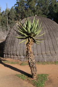 SWAZILAND Banner