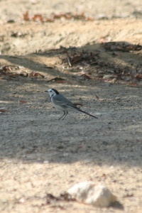 UAE Birds