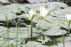 White Water Lily (Nymphaea alba)