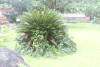 Microcycas calocoma