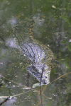 Cuban Crocodile (Crocodylus rhombifer)