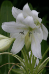 Close-up Lily