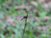 Orthemis sp.