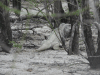 Ricord's Ground Iguana (Cyclura ricordii)