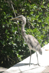 Galápagos Great Blue Heron (Ardea herodias cognata)