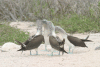 Group Galápagos Blue-footed Boobies