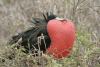 Great Frigatebird (Fregata minor)