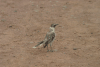 Isabela Mockingbird (Mimus parvulus parvulus)