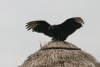 Black Vulture (Coragyps atratus)